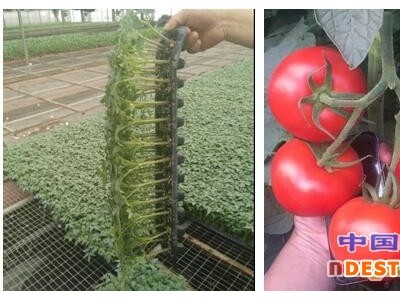朝阳大红西红柿苗种苗厂 2000棵西红