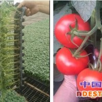 朝阳大红西红柿苗种苗厂 2000棵西红柿苗发货