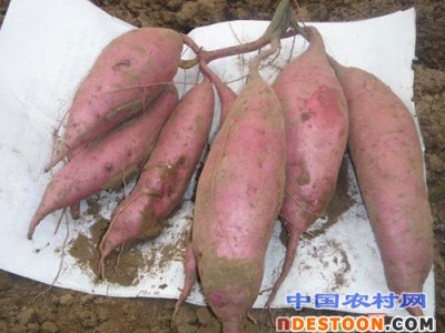 红薯产地批发价格行情淀粉型红薯产