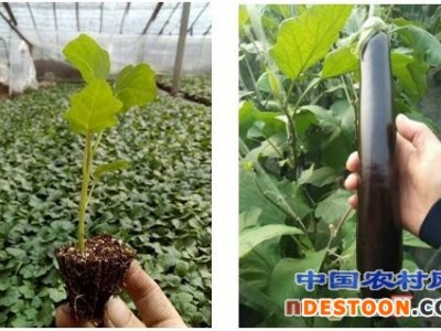 锦州粉西红柿苗厂家 泰戈尔西红柿苗