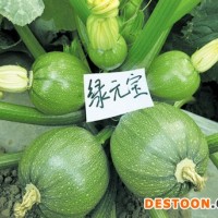 供应绿元宝—西葫芦种子