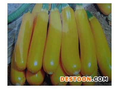 供应金香蕉—金皮西葫芦种子