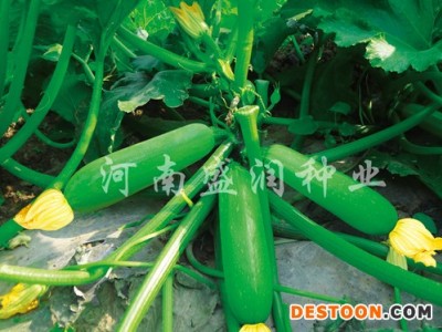 供应绿龙—西葫芦种子