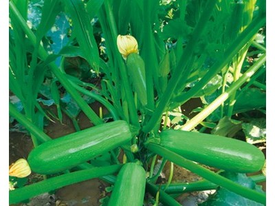 供应绿妃—西葫芦种子