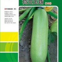 供应【正源】荷兰玉葫（130）—西葫芦种子