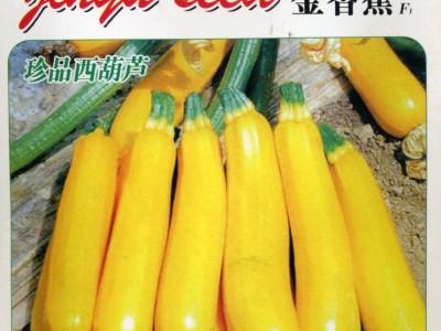供应金香蕉F1—西葫芦种子