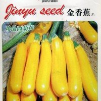 供应金香蕉F1—西葫芦种子