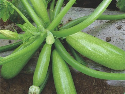 供应绿色经典—西葫芦种子