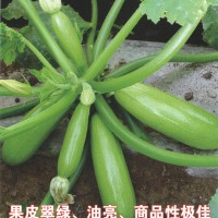 供应绿色经典—西葫芦种子