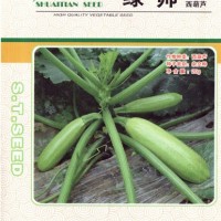 供应绿帅—西葫芦种子